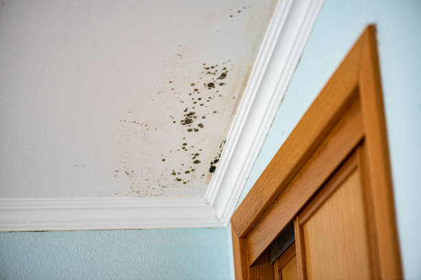 Best Toxic Mold Removal  in North Baltimore, OH