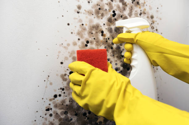 Attic Mold Removal in North Baltimore, OH