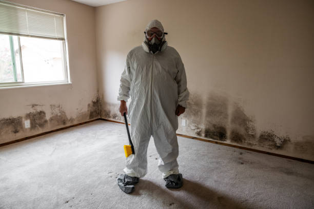 Professional Mold Removal in North Baltimore, OH