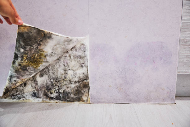 Best Office Mold Removal Services  in North Baltimore, OH